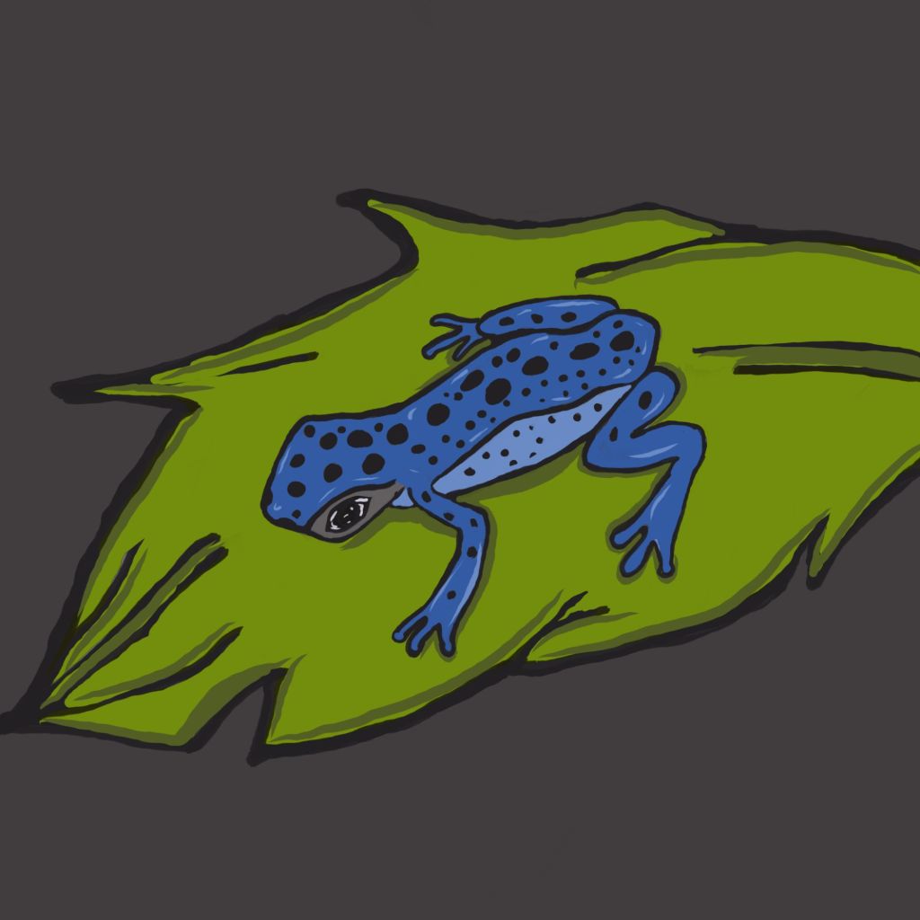 poison dart frog (20260128030846)8977099187907646259.